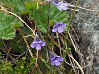 Pinguicula vulgaris 54, Vetblad, Saxifraga-Hans Dekker