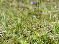 Pinguicula vulgaris 55, Vetblad, Saxifraga-Sonja Bouwman  723. Vetblad - Pinguicula vulgaris - Lentibulariaceae familie (i)