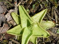 Pinguicula vulgaris 56, Vetblad, Saxifraga-Sonja Bouwman  723. Vetblad - Pinguicula vulgaris - Lentibulariaceae familie (i)