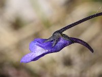 Pinguicula vulgaris 57, Vetblad, Saxifraga-Sonja Bouwman  723. Vetblad - Pinguicula vulgaris - Lentibulariaceae familie (i)