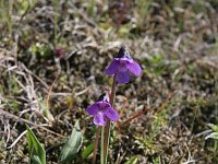 Pinguicula vulgaris 8, Vetblad, Saxifraga-Jan Nijendijk