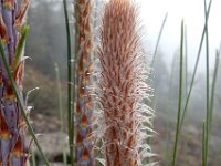 Pinus canariensis 3, Saxifraga-Ed Stikvoort