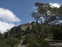 Pinus halepensis 13, Saxifraga-Jan van der Straaten