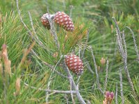 Pinus halepensis 17, Saxifraga-Jasenka Topic