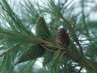 Pinus halepensis 28, Saxifraga-Jan van der Straaten