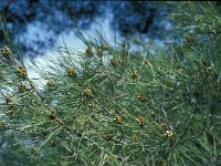 Pinus halepensis 29, Saxifraga-Jan van der Straaten