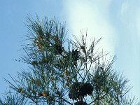 Pinus halepensis 30, Saxifraga-Jan van der Straaten