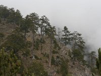 Pinus heldreichii 9, Saxifraga-Dirk Hilbers