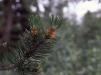 Pinus mugo ssp mugo 27, Saxifraga-Jan van der Straaten