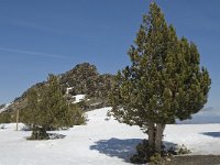 Pinus mugo ssp uncinata 17, Saxifraga-Jan van der Straaten