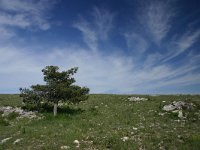 pinus nigra 20, Zwarte den, Saxifraga-Dirk Hilbers