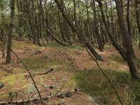 Pinus pinaster 33, Zeeden, Saxifraga-Hans Boll