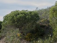 Pinus pinea 11, Parasolden, Saxifraga-Willem van Kruijsbergen