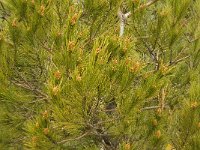 Pinus pinea 2, Parasolden, Saxifraga-Jan van der Straaten