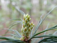 Pinus strobus 10, Weymouthden, Saxifraga-Rutger Barendse