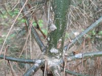 Pinus strobus 13, Weymouthden, Saxifraga-Rutger Barendse