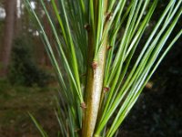 Pinus strobus 17, Weymouthden, Saxifraga-Rutger Barendse