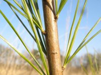 Pinus strobus 4, Weymouthden, Saxifraga-Rutger Barendse