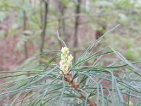 Pinus strobus 9, Weymouthden, Saxifraga-Rutger Barendse