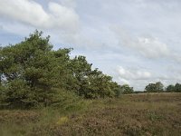 Pinus sylvestris 17, Grove den, Saxifraga-Jan van der Straaten