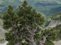 Pinus sylvestris 2, Grove den, Saxifraga-Willem van Kruijsbergen