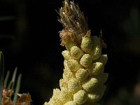 Pinus sylvestris 31, Grove den, Saxifraga-Jan van der Straaten