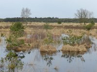 Pinus sylvestris 42, Grove den, Saxifraga-Rutger Barendse