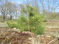 Pinus sylvestris 43, Grove den, Saxifraga-Rutger Barendse