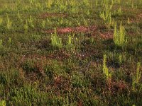 Pinus sylvestris 47, Grove den, Saxifraga-Hans Boll