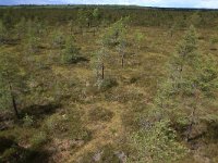 Pinus sylvestris 49, Grove den, Saxifraga-Hans Boll