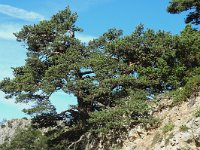 Pinus sylvestris 5, Grove den, Saxifraga-Jan van der Straaten