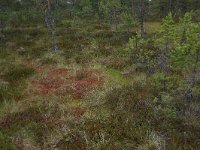 Pinus sylvestris 50, Grove den, Saxifraga-Hans Boll