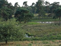 Pinus sylvestris 52, Grove den, Saxifraga-Hans Boll