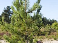 Pinus sylvestris 54, Grove den, Saxifraga-Roel Meijer  Young Pine and flowering heather, Kalmthoutse Heide, Kalmthout, Flanders, Belgium : Belgium, Flanders, heath, heather, heathland, Kalmthout, Kalmthoutse Heide, natural, nature, nature reserve, pine tree, rural landscape, sand, tree, flowering, flowers