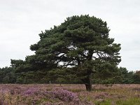 Solitary Pine tree (Pinus sylvestris) on heathfield Groote Zand, Midden-Drenthe, Drenthe, Netherlands  Solitary Pine tree (Pinus sylvestris) on heathfield Groote Zand, Midden-Drenthe, Drenthe, Netherlands : pine, pine tree, pinus, pinus sylvestris, solitary, heath, heather, nature reserve, Groote Zand, Midden-Drenthe, Havelte, Drenthe, Netherlands, Europe, european, Dutch, nature, natural, rural landscape, tree, heathland, season, summer, summertime, rural, rural scene, non-urban scene, outside, outdoor, outdoors, no people, nobody