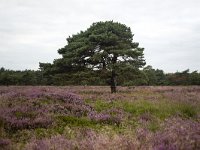 Solitary Pine tree (Pinus sylvestris) on heathfield Groote Zand, Midden-Drenthe, Drenthe, Netherlands  Solitary Pine tree (Pinus sylvestris) on heathfield Groote Zand, Midden-Drenthe, Drenthe, Netherlands : pine, pine tree, pinus, pinus sylvestris, solitary, heath, heather, nature reserve, Groote Zand, Midden-Drenthe, Havelte, Drenthe, Netherlands, Europe, european, Dutch, nature, natural, rural landscape, tree, heathland, season, summer, summertime, rural, rural scene, non-urban scene, outside, outdoor, outdoors, no people, nobody