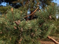 Pinus sylvestris 63, Grove den, Saxifraga-Ed Stikvoort