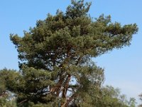 Pinus sylvestris 65, Grove den, Saxifraga-Ed Stikvoort