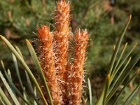 Pinus sylvestris 68, Grove den, Saxifraga-Ed Stikvoort