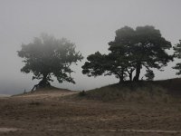 Pinus sylvestris 70, Grove den, Saxifraga-Jan Nijendijk