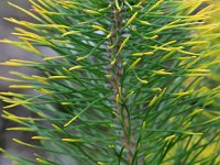 Pinus sylvestris 81, Grove den, Saxifraga-Tom Heijnen