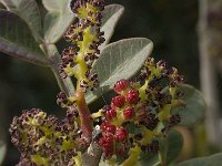 Pistacia lentiscus 10, Saxifraga-Willem van Kruijsbergen