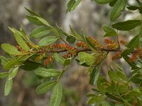 Pistacia lentiscus 17, Saxifraga-Jan van der Straaten