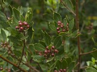 Pistacia lentiscus 18, Saxifraga-Willem van Kruijsbergen