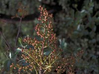 Pistacia terebinthus 3, Saxifraga-Jan van der Straaten