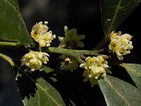 Pistacia terebinthus 5, Saxifraga-Willem van Kruijsbergen