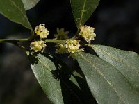 Pistacia terebinthus 7, Saxifraga-Willem van Kruijsbergen