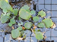 Pistia stratiotes 2, Watersla, Saxifraga-Rutger Barendse