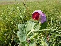 Pisum sativum 5, Erwt, Saxifraga-Peter Meininger