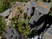 Plantago arenaria 10, Zandweegbree, Saxifraga-Peter Meininger